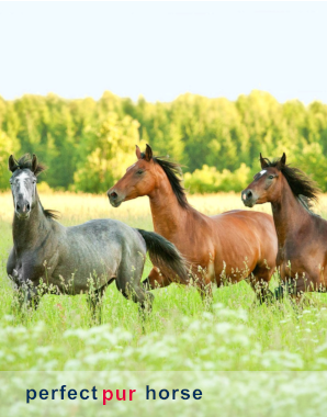 horse_blog2